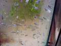 Opaline Gourami Spawn growing out.