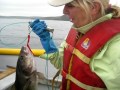 Sue catches the big cod and doesnt let him go