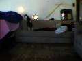 FlashLight & Cat = ?