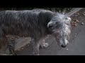 Louie is an eight year five month old male Irish Wolfhound who enjoys his daily walks around the neighborhood. He normally gets two to five walks a day; here he is on walk number three.
