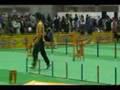 Dog Agility (2008/3/29 JKC CUP Agility Large Vol.3)
