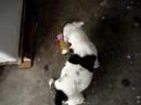 american bull dog