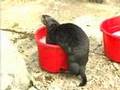 Cute Sea Otter Training at the Monterey Bay Aquarium