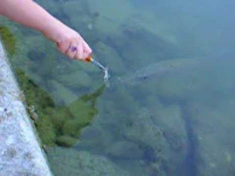 Pike-feeding