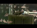 Black Calvus Juveniles