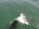 WHITE SHARK PUSHING HALF ITS BODY OUT OF WATER