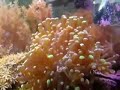 Fun with fugu