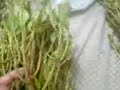 Khat