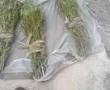 Khat