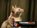 des chat qui parlent
