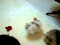 ◆可愛い！◆小さいポメラニアンがたくさん！