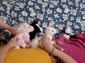 Planet Unicorn #3 - Webkinz Style
