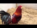 Game roosters G. de pelea Video