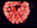 videos de Happy New Year!
