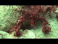 crazy creature, decorator crab2.wmv