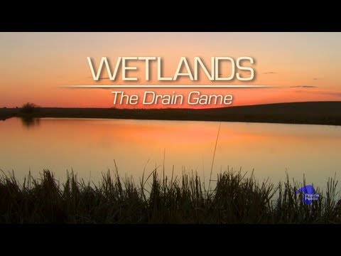 how to drain wetlands