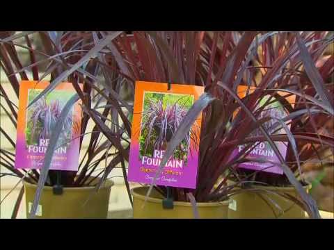 how to plant cordylines