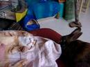 mes loulous1