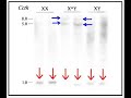Selfish Sex Chromosomes - Myopus X' chromosome changes 2