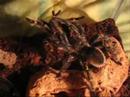 G. aureostriata mating April