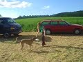 Discdogging! Hauptsache Spaß!!! Discdogging! Hauptsache Spaß!!!