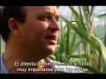 extracto de un documental sobre m�sica suf�
