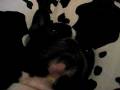 videos de bulldog