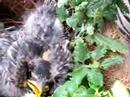 babybird