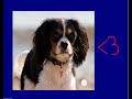 maisie-dawg-