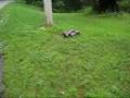 Traxxas Slash VXL Brushless Wheelies And Jumps