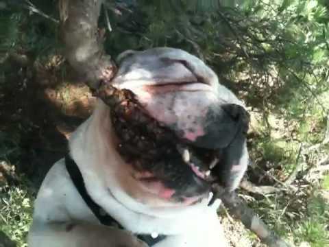 perro de pelea cordobes