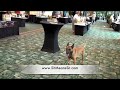 POLICE DOG TRAINING - South Florida Police Expo POLICE DOG TRAINING - South Florida Police Expo