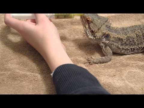 how to cure impaction bearded dragon