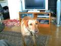 The Potato chip-dog