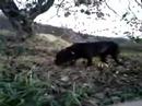 Persimmon Eating Dog