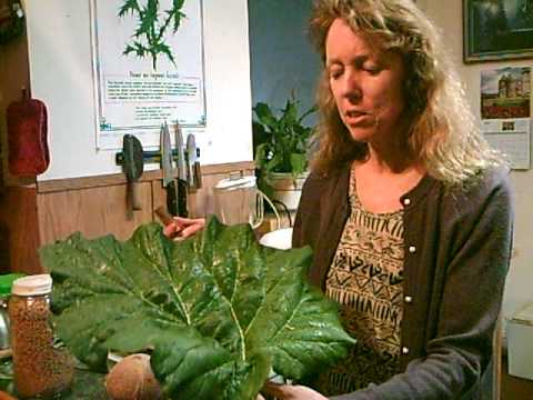 how to harvest rhubarb stalks
