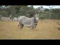 African Safari: Volunteer Sweetwaters Earthwatch Institute