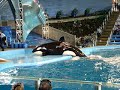 Shamoo at Sea World (part 2)