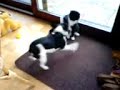 Bulldog  fighting   cat