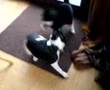 Bulldog-fighting-cat
