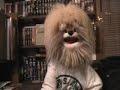 Buttons recites the Boy Scout Oath. Well, he tries too. Buttons recites the Boy Scout Oath. Well, he tries too.