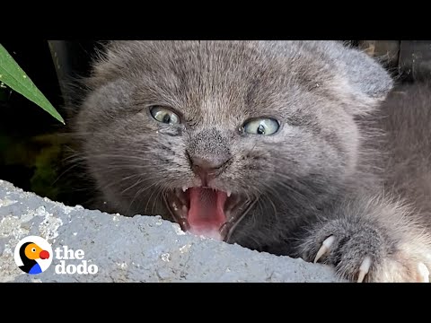 Play this video Woman Finds Spicy Kitten Under Trash Can   The Dodo Faith  Restored