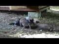 PRIMERA SALIDA.wmv