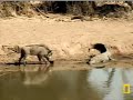 Fatty vs warthog yet again Fatty vs warthog yet again