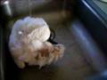 Buddy Taking a Bath