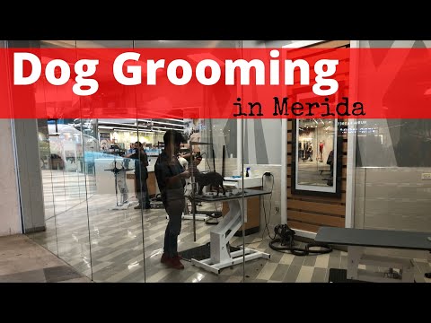 Petco Full Dog Grooming in Mexico