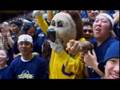Who'd win in a fight betweet the Cal Bear of Stanford Tree?
