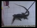 Biawak menyerang rumah....
