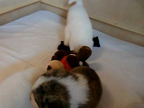 Taso Inu