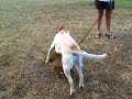 Cobber and Deco at Dover, miniature Australian Shepherd and Yellow Lab